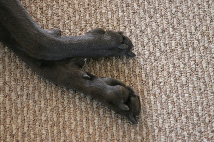 Hay diferentes tratamientos para las patas rojas en tu perro.