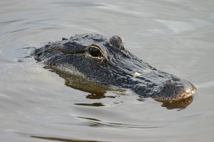 Las hembras de aligator tienen hocicos más estrechos que los machos.