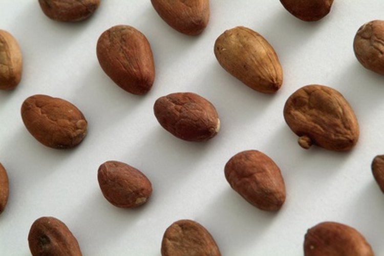 Granos de cacao en fila.