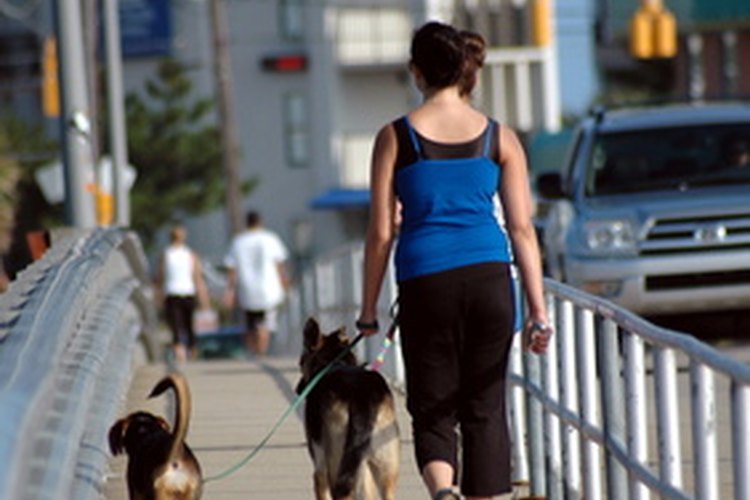 Ciertas razas de perros son normalmente mejores para paseos que otras.