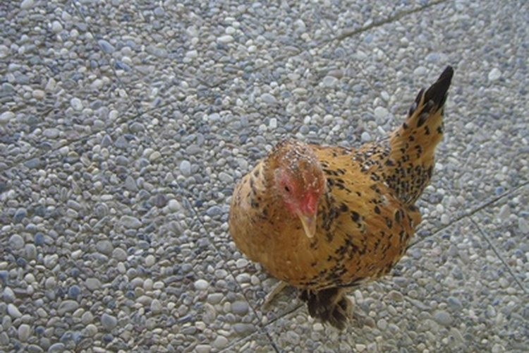 Cómo desplumar un pollo.
