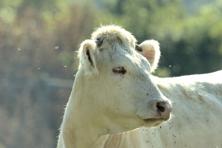 Los científicos de animales agrícolas trabajan con animales de granja.