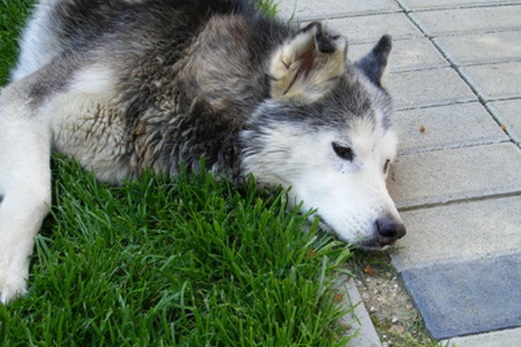Cómo curar una uña rota en la pata de un perro.