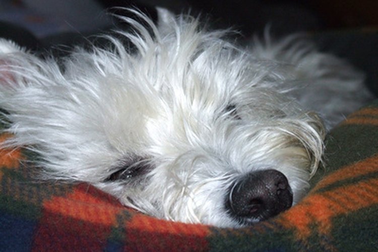 ¡Dale a tu perro su propio espacio para dormir!