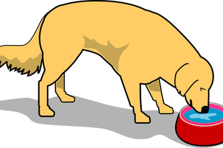 Los perros con parvovirus necesitan líquidos para prevenir la deshidratación.