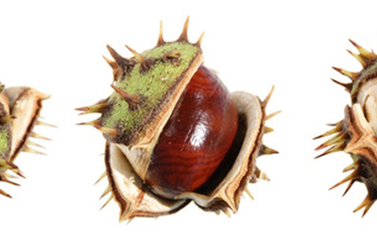 El conker es la nuez dura dentro de la concha dentada.