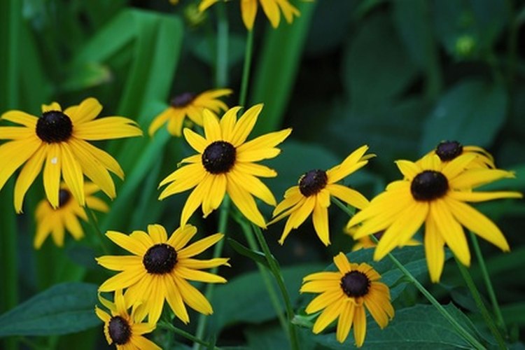 Algunas rudbeckias crecen bien en los suelos arcillosos.