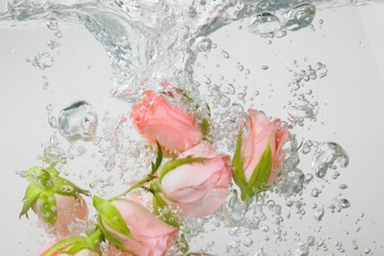 Las rosas mantienen su forma bajo el agua.