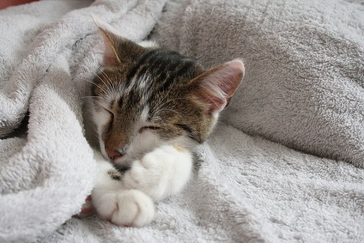Los gatos buscan cariño.
