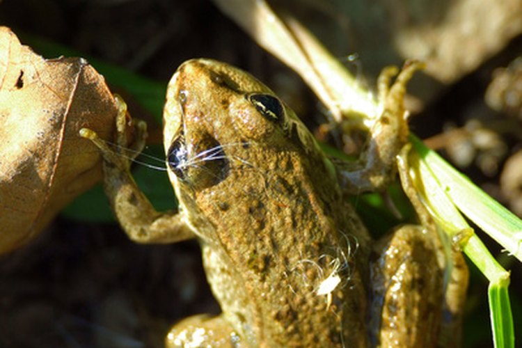 El sapo bufo se encuentra más comúnmente en Texas y Florida.