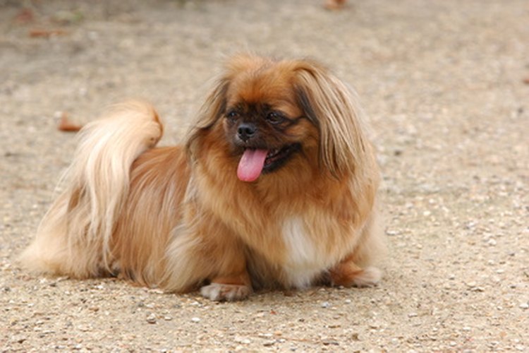 Los Shih Tzus descienden de Lhasa Apsos.
