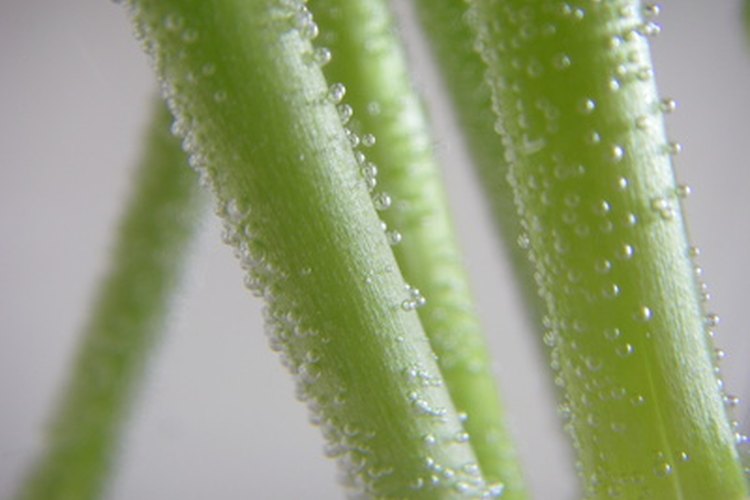 Aprende acerca de qué plantas generan la mayor cantidad de oxígeno.