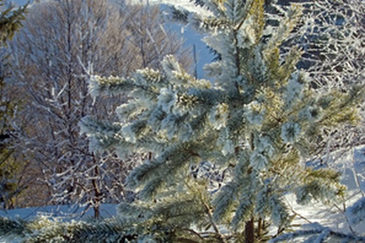 La retención de hojas en el invierno permite a los pinos la fotosíntesis durante el deshielo.