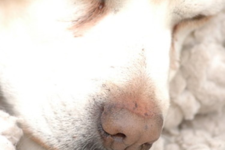 Los perros desnutridos muestran falta de energía.