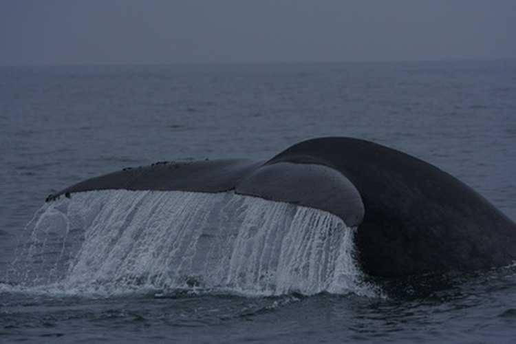 Las ballenas azules necesitan protección.