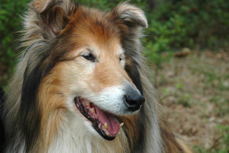 Los perros de pelo largo son propensos a los parches calientes.