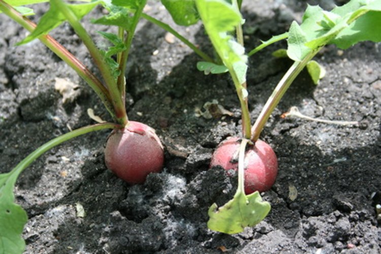 El uso de fertilizantes puede aumentar el tamaño del rábano y la tasa de crecimiento general de la planta.