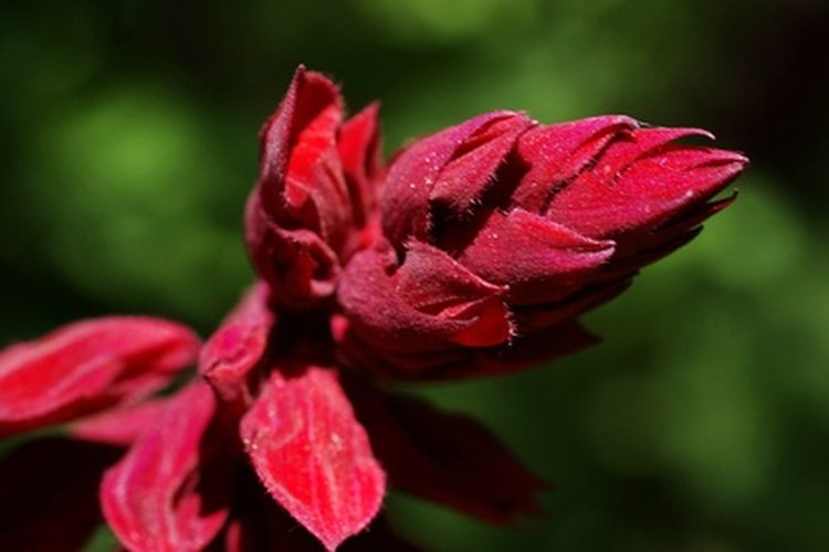La salvia roja se asemeja a una llama.