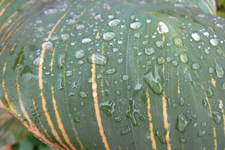 La lluvia de ideas es similar a la escritura libre.