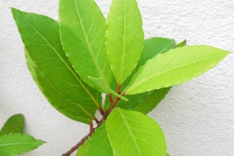 El laurel común es popular como ingrediente de cocina.