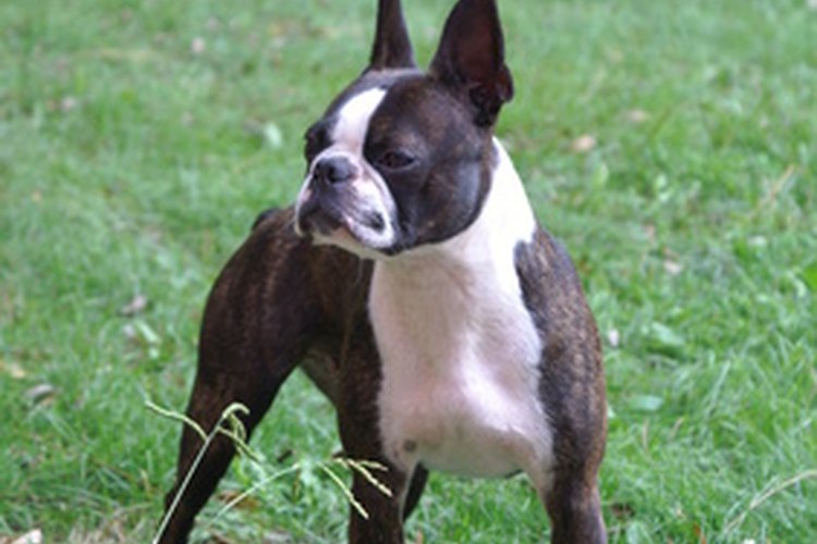 El elegante Boston terrier es una excelente mascota de casa.