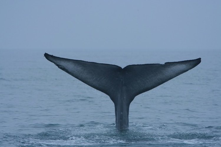 La ballena azul es el animal más grande del planeta.