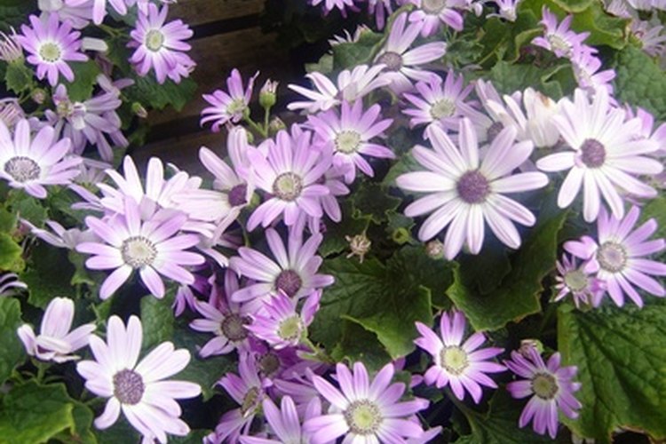 Enmarca tu verso bíblico favorito con flores prensadas.