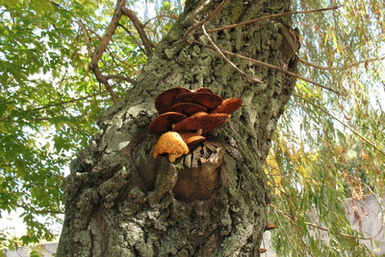 Un hongo de árbol.