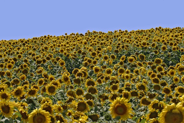 Los girasoles son sólo una de las variedades de plantas que aman al sol.