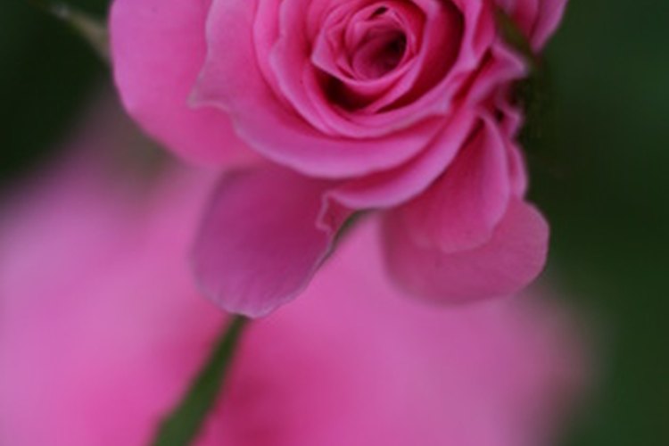 Las rosas son preciadas por sus grandes flores.