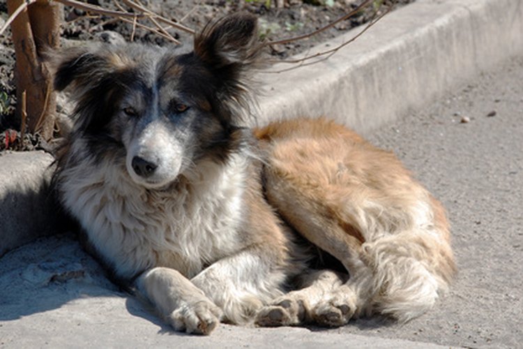 La diarrea produce mucha debilidad en los perros.