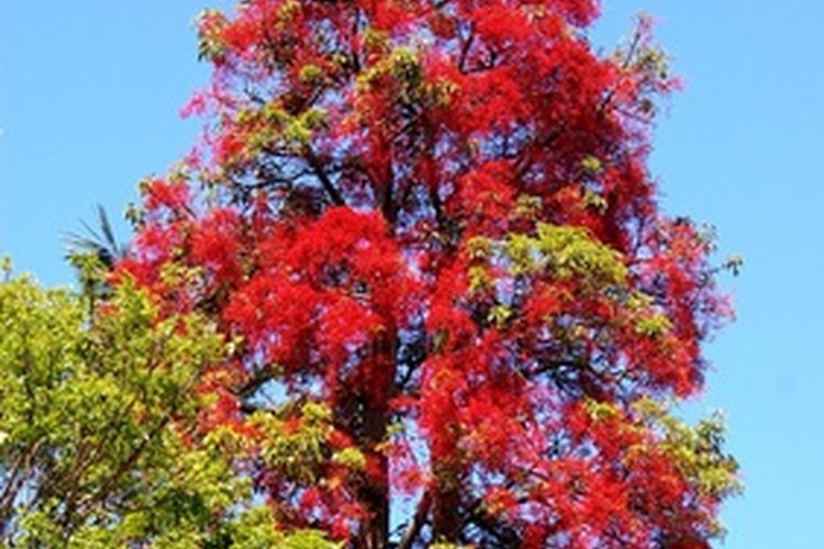 El flamboyán produce flores en primavera, que permanecen en el árbol hasta fines de verano.