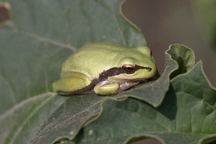 En general, las ranas tienen una piel más suave que los sapos.