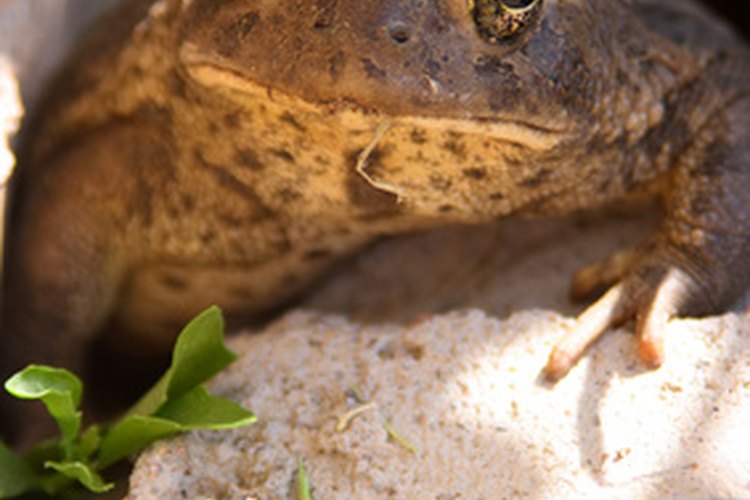 Las ranas y los sapos son animales adorados por los niños.