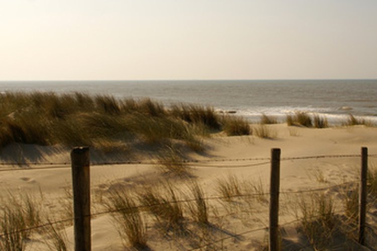 Las dunas costeras son hogar de numerosas especies.