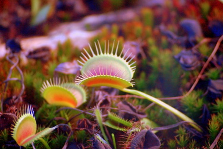 Las trampas de moscas venus son plantas carnívoras populares.