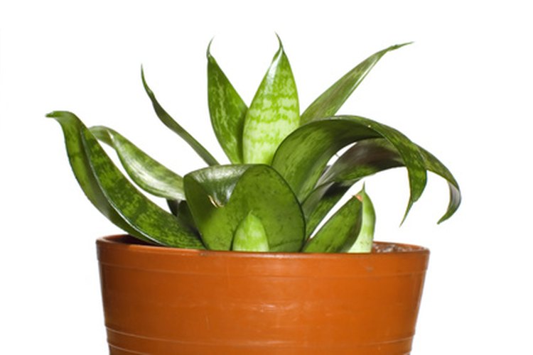 Puedes utilizar plantas ornamentales en interiores o al aire libre.