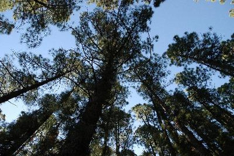 Árboles de selva tropical.