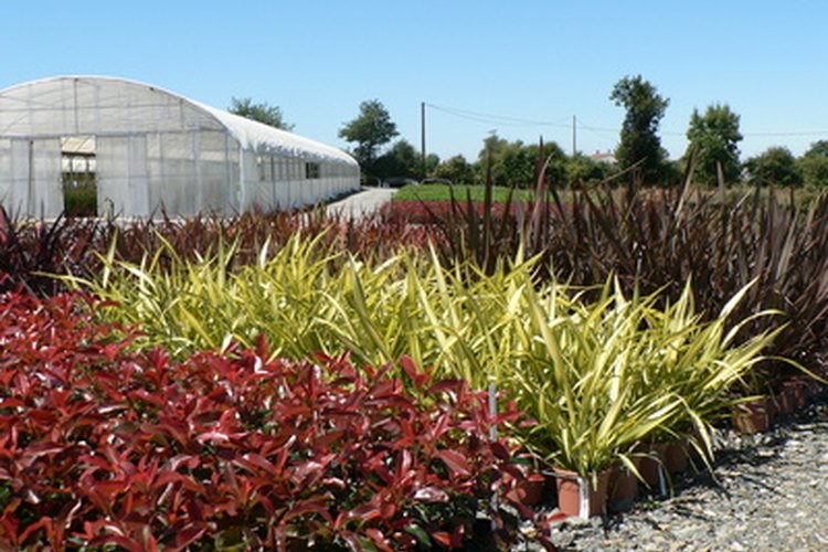 Los viveros cultivan las plantas para su reventa.