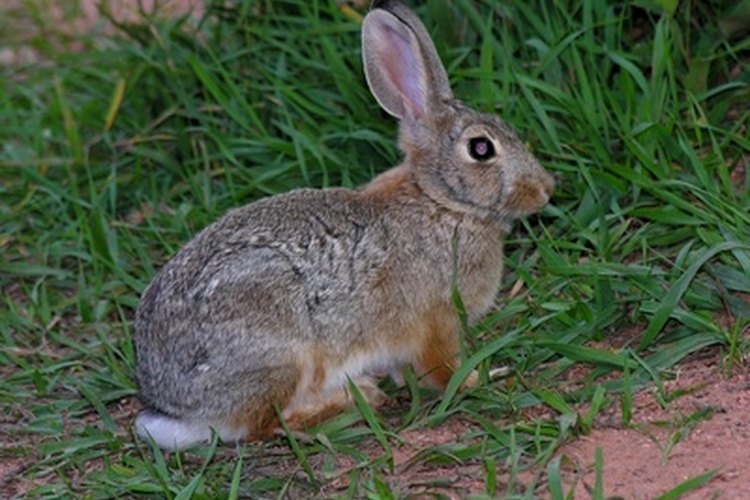 Las largas patas traseras de un conejo hacen que sus huellas sean fáciles de identificar.