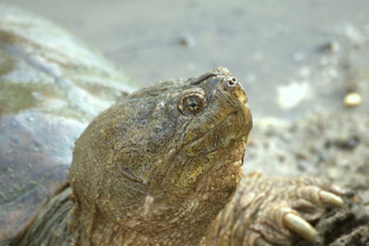 Las tortugas lagarto no son agresivas como la gente piensa.