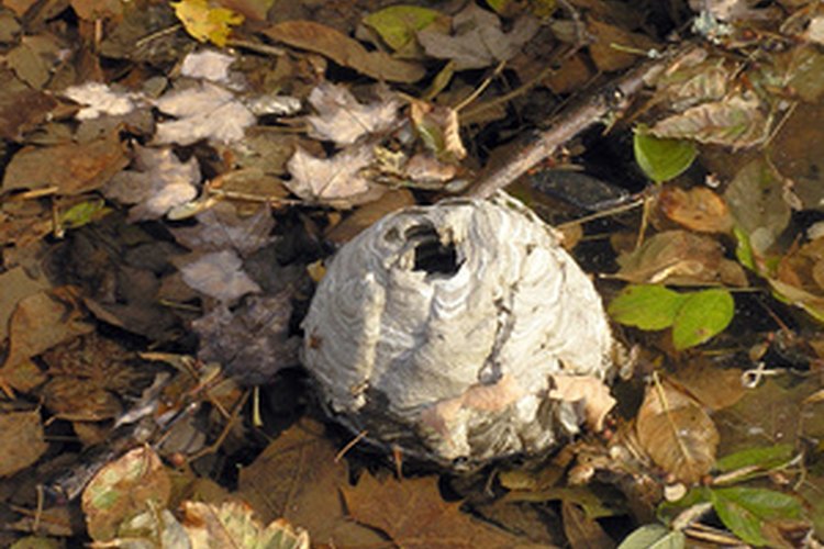 Imagen de colmena en entorno natural