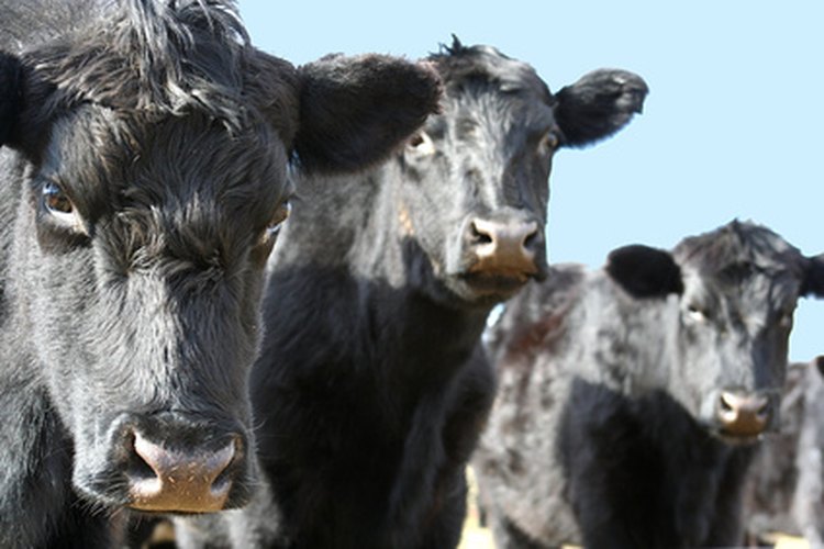 Bondades de la raza Black Angus.