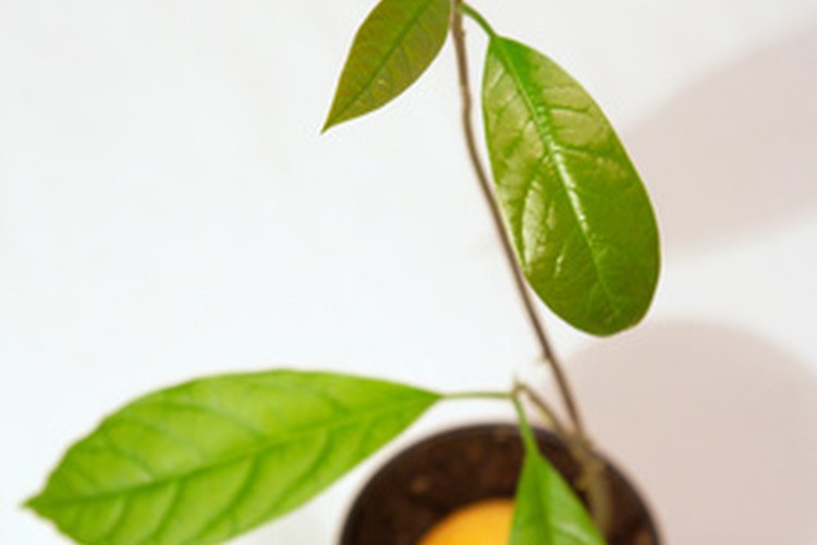 Los aguacates jóvenes requieren agua adicional.
