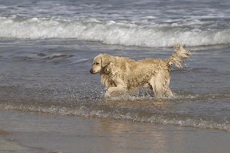 Llevando al perro a la peluquería.