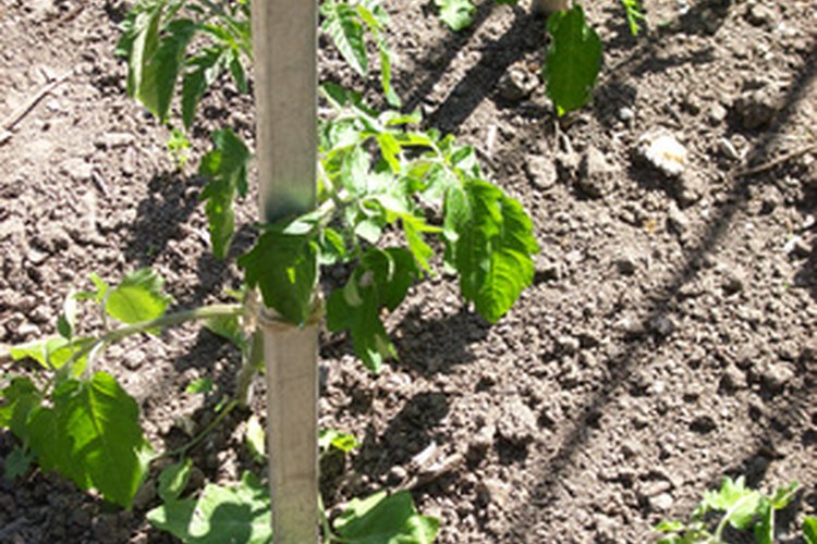 Los frijoles son un cultivo popular en el verano.