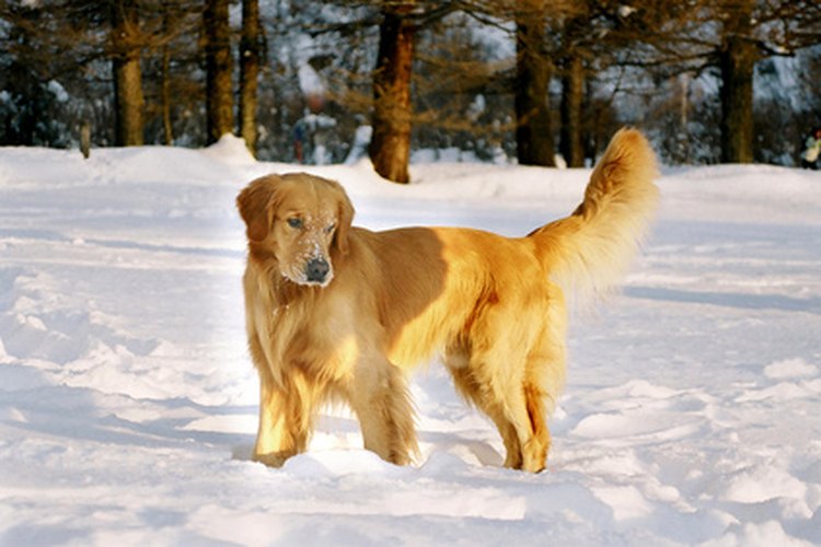 Golden retriever.