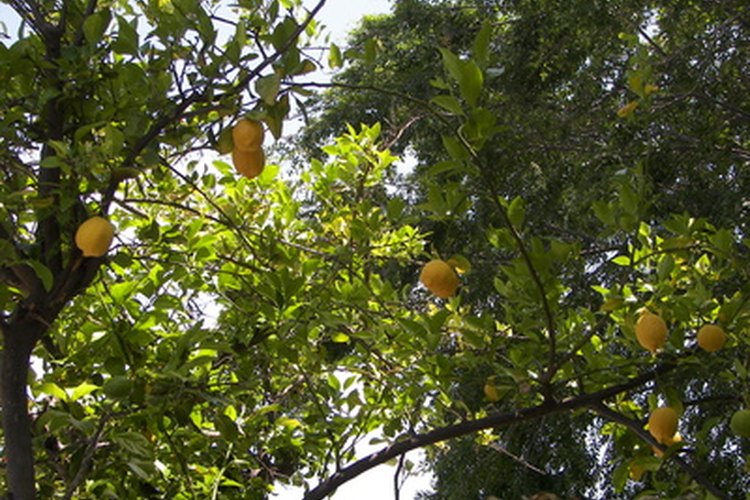 Limoneros altos con fruta madura.