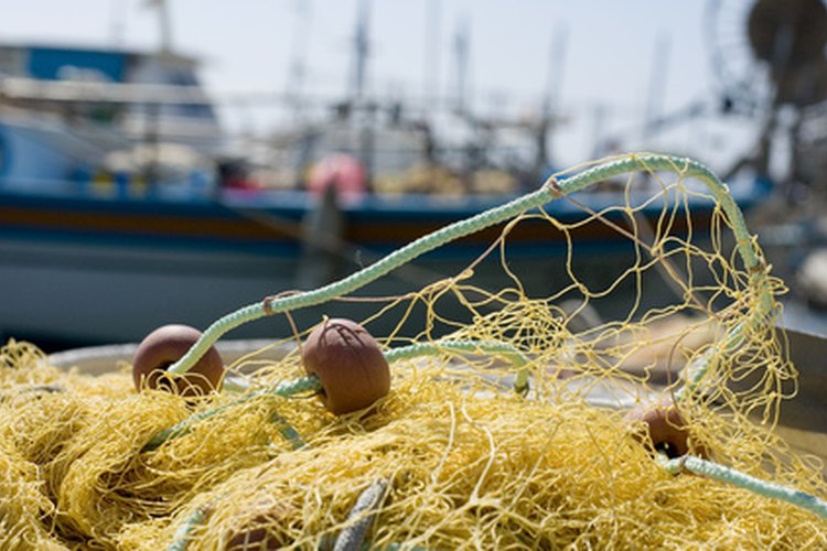 Las redes de pesca a menudo enredad y lesionan a los leones marinos.