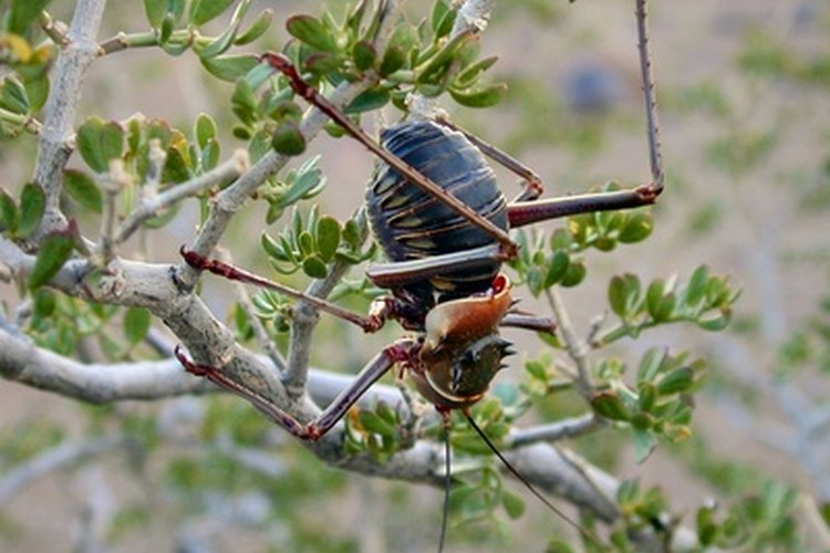 Los pesticidas orgánicos ayudan a controlar los problemas de insectos en el jardín.